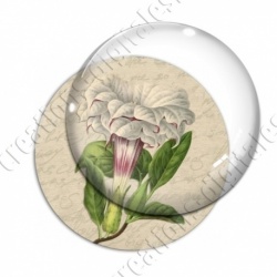 Image digitale - Grosse fleur blanche