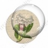 Image digitale - Grosse fleur blanche