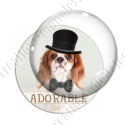 Image digitale - Cavalier king Charles adorable