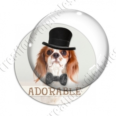Image digitale - Cavalier king Charles adorable