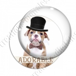 Image digitale - Bouledogue 2 adorable