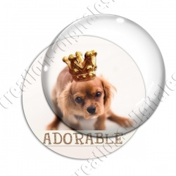 Image digitale - Cavalier king Charles roux adorable
