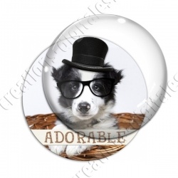Image digitale - Border collie 2 adorable