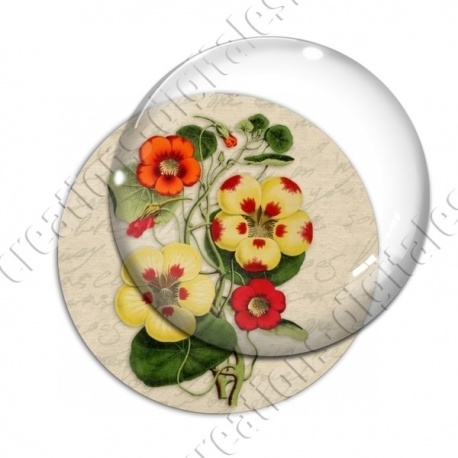 Image digitale - Fleurs bicolores