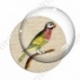 Image digitale - Oiseau