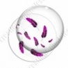 Image digitale - Plumes roses