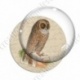 Image digitale - Chouette