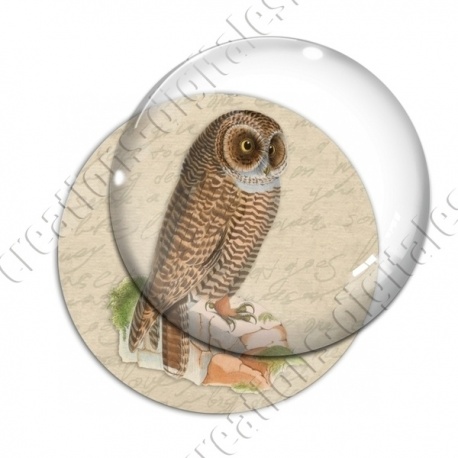 Image digitale - Chouette
