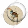 Image digitale - Oiseau à long bec