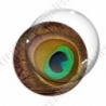 Image digitale - Plume de paon 2