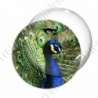 Image digitale - Paon 1