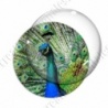 Image digitale - Paon 3
