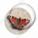 Image digitale - Papillon 
