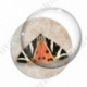 Image digitale - Papillon
