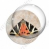 Image digitale - Papillon