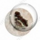 Image digitale - Papillon