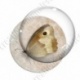 Image digitale - Papillon