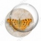 Image digitale - Papillon
