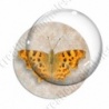 Image digitale - Papillon