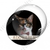 Image digitale - Chat adorable 07