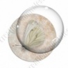 Image digitale - Papillon