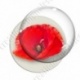 Image digitale - Coquelicot fond blanc