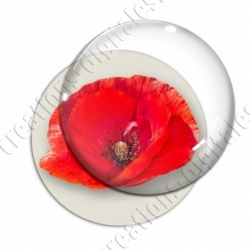 Image digitale - Coquelicot fond blanc