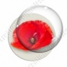 Image digitale - Coquelicot fond blanc