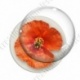 Image digitale - Coquelicot fond blanc