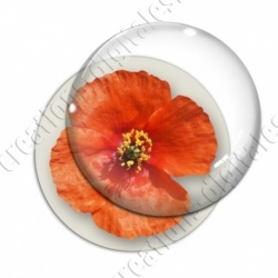 Image digitale - Coquelicot fond blanc