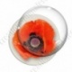 Image digitale - Coquelicot fond blanc
