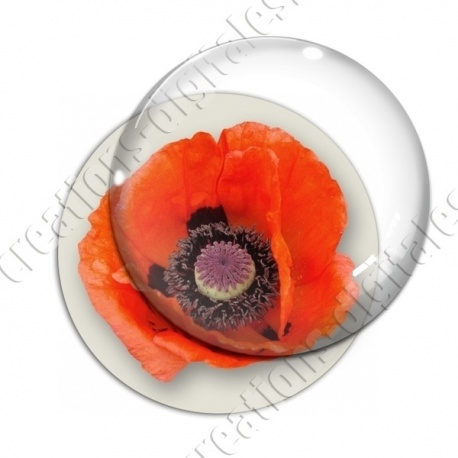 Image digitale - Coquelicot fond blanc