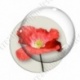 Image digitale - Coquelicot fond blanc