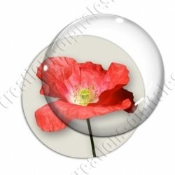 Image digitale - Coquelicot fond blanc