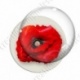 Image digitale - Coquelicot fond blanc