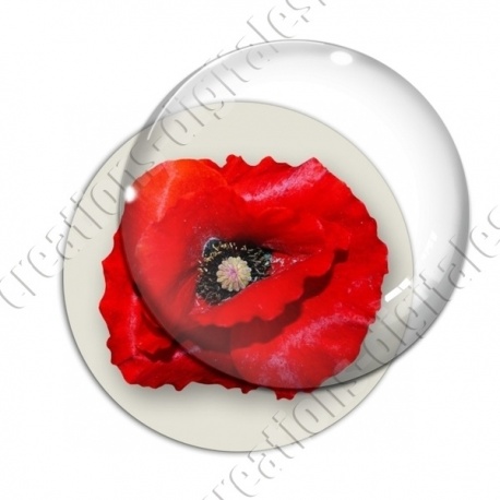 Image digitale - Coquelicot fond blanc
