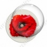 Image digitale - Coquelicot fond blanc