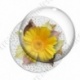 Image digitale - Montage fleur jaune et fond fleuri