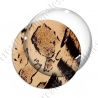 Image digitale - Animal 04