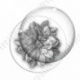 Image digitale - Fleur bicolore