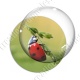 Image digitale - Coccinelle 01