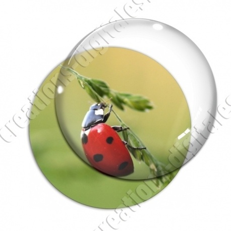 Image digitale - Coccinelle 01
