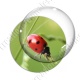 Image digitale - Coccinelle 02