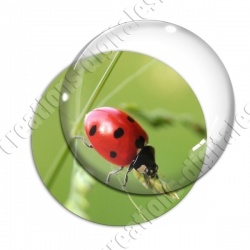 Image digitale - Coccinelle 02