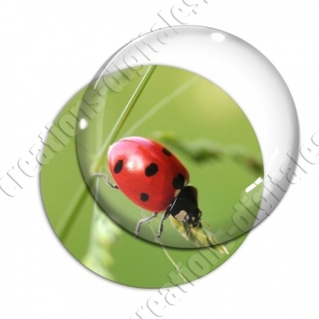 Image digitale - Coccinelle 02