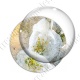 Image digitale - Fond fleurs blanches 02 zoom