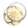 Image digitale - Fond fleurs blanches 03 zoom