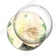 Image digitale - Fond fleurs blanches 04 zoom