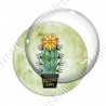 Image digitale - Cactus 08