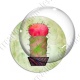 Image digitale - Cactus 11